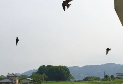 sudachi